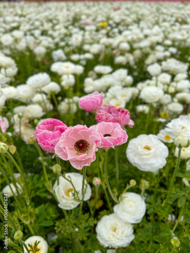 Pink and White Flowers in Bloom
