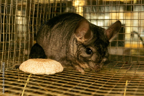 Little gray chinchilla in chinchilla farm. Gray little chinchilla in a cage. Chinchilla portrait