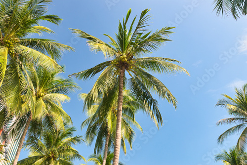 Tropical natural Mexican palm trees with coconuts and blue sky background at Tulum ruins archeological site in Tulum Mexico. 