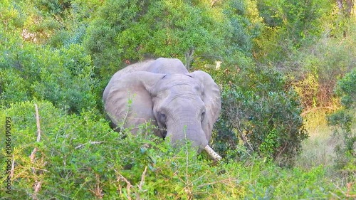 African elephant with broken tusks eating in green bushes of savannah