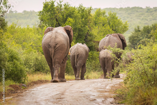 A small herd of African elephants including juveniles, walks away along a wet dirt road through dense acacia thorn bush on a rainy, misty day in a game reserve in South Africa.