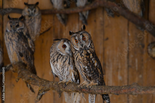 wild animal shelter two owls bird portrait on a decorative branch in wooden cabin cottage photo