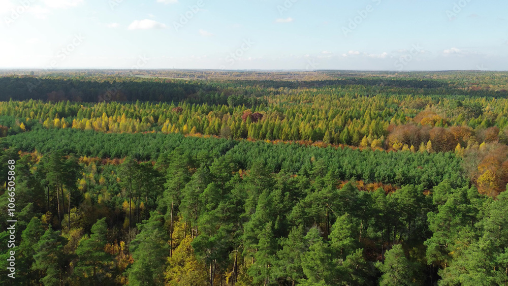 Naklejka premium Colorful autumn forest showing stunning fall foliage from above