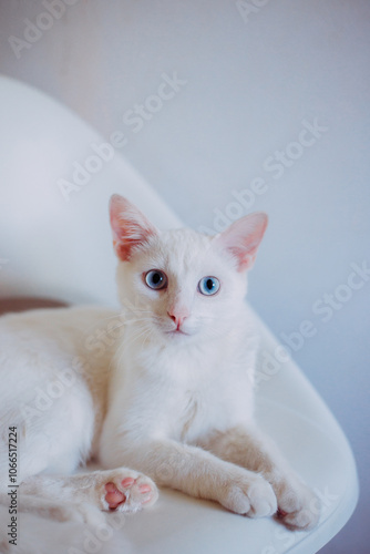 beautiful white cat curious look