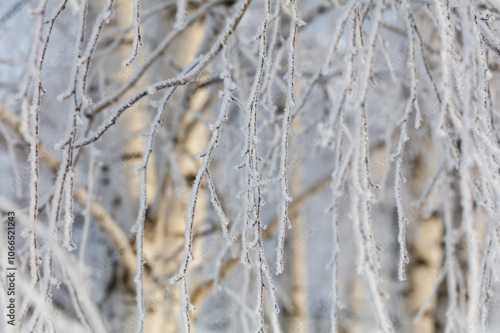 Fototapeta premium A tree covered in snow, with its branches covered in frost