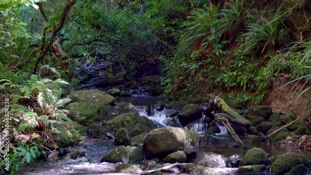Ross Creek Flowing Through Lush Forest Scenery