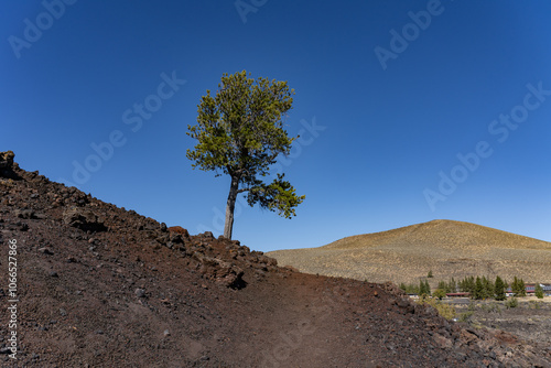 Pinus flexilis, limber pine. Rocky Mountain white pine.  Rafted Blocks  from North Crater Cinde. Craters of the Moon National Monument & Preserve. Volcanic Field. Idaho's eastern Snake River Plain.  photo