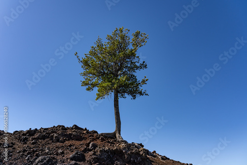 Pinus flexilis, limber pine. Rocky Mountain white pine.  Rafted Blocks  from North Crater Cinde. Craters of the Moon National Monument & Preserve. Volcanic Field. Idaho's eastern Snake River Plain.  photo