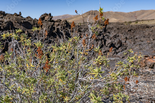 Chamaebatiaria is a monotypic genus of aromatic shrub in the rose family containing the single species Chamaebatiaria millefolium, fern bush and desert sweet. Craters of the Moon National Monument  photo