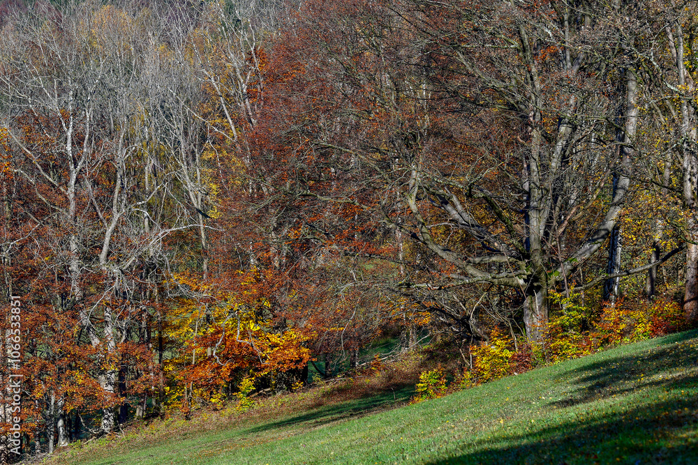 Naklejka premium Herbstwald
