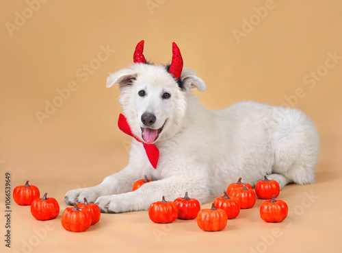 Young White Swiss Shepherd puppy on Halloween