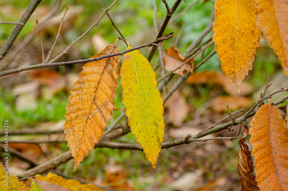 Obraz premium sweet chestnut tree leaves in autumn, seasonal background for fall concept