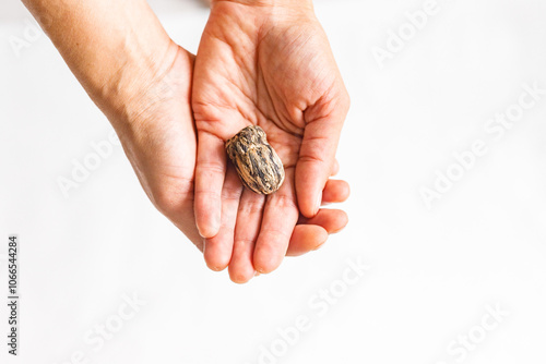 Woman holding dried tea leaves in hands on bright background