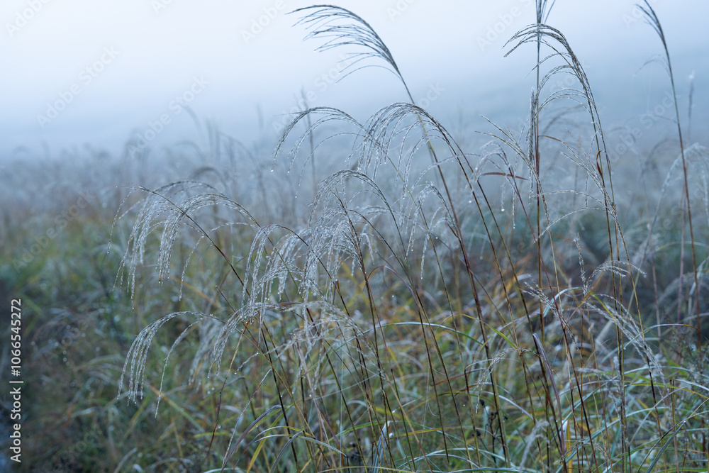 雨あがりの朝霧のすすき野原