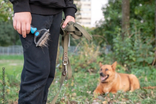 Dog Owner Holding a Pet Brush With Fur, Walking the Dog in the Park photo