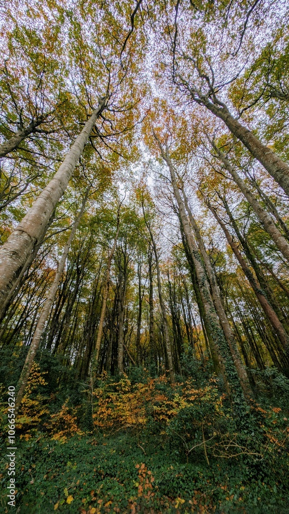 Hiking trail in the autumn pine trees forest at Slieve Bloom Mountains, Forelacka, Kinnitty, Co. Offaly, nature background