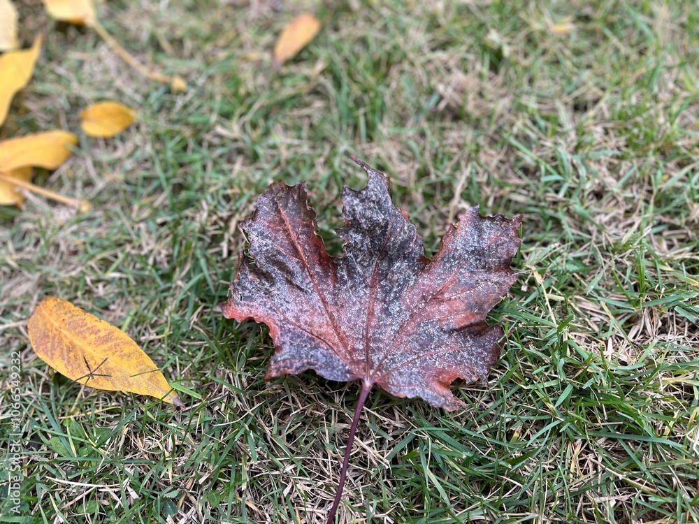 Frost. Late November, early December. Cold weather. Dark brown dry leaf covered with ice Frost. Late November, early December. Cold weather. Dark brown dry leaf covered with ice