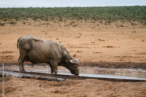 Cape buffalo drinking from a water hole in the eastern cape