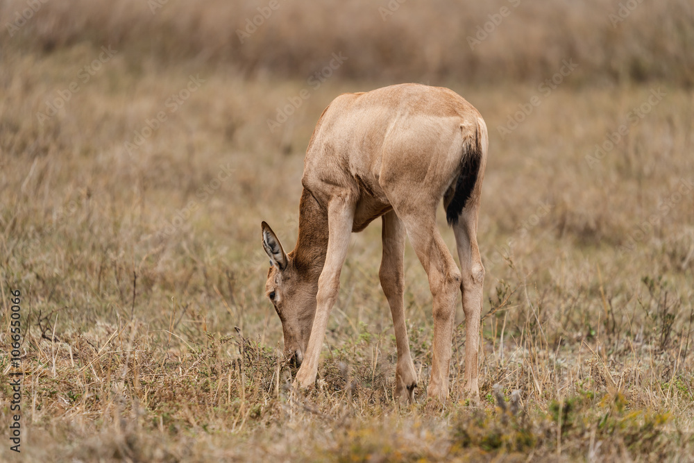 Fototapeta premium Baby Red Hartebeest in the savannah