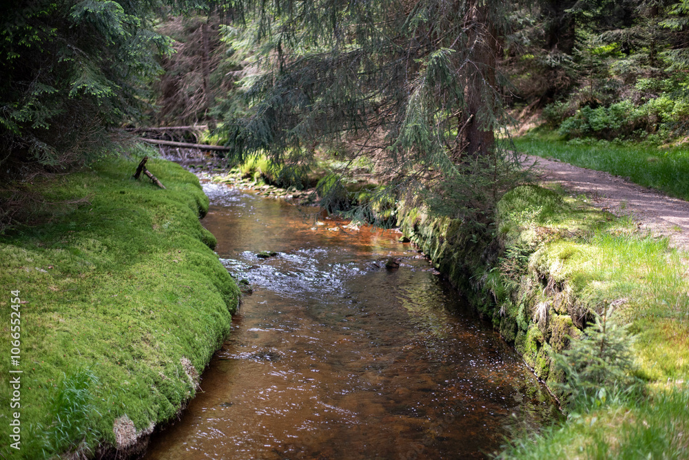 Fototapeta premium Forest trails in the Jizera Mountains, Czechia, lead through lush woodlands and scenic, tranquil nature.