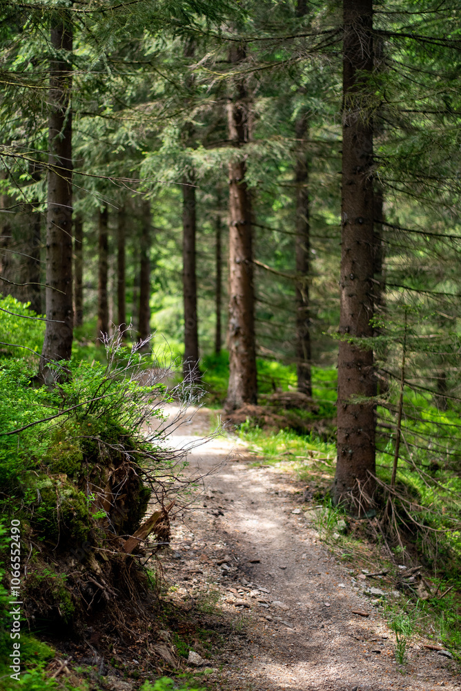 Forest trails in the Jizera Mountains, Czechia, lead through lush woodlands and scenic, tranquil nature. Forest trails in the Jizera Mountains, Czechia, lead through lush woodlands and scenic, tranquil nature.