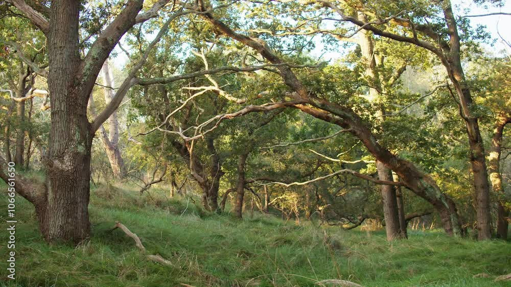 A Mystical Forest with Twisted Branches and Sunlight Filtering Through the Leaves, Creating a Calm and Meditative Landscape. Ideal for Forest Photography, Landscape Shoots, and Nature Videography. A Mystical Forest with Twisted Branches and Sunlight Filtering Through the Leaves, Creating a Calm and Meditative Landscape. Ideal for Forest Photography, Landscape Shoots, and Nature Videography.