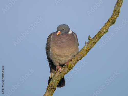Fotografie A common wood pigeon sitting on a tree