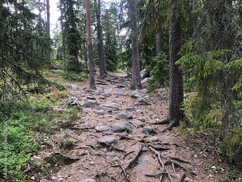 Deeper into the Forest: A Serene Hike through the Evergreen Path Deeper into the Forest: A Serene Hike through the Evergreen Path