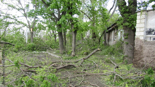 Moldova, Chisinau, logging, after a snowfall, broken trees, broken branches, street, park, fallen trees