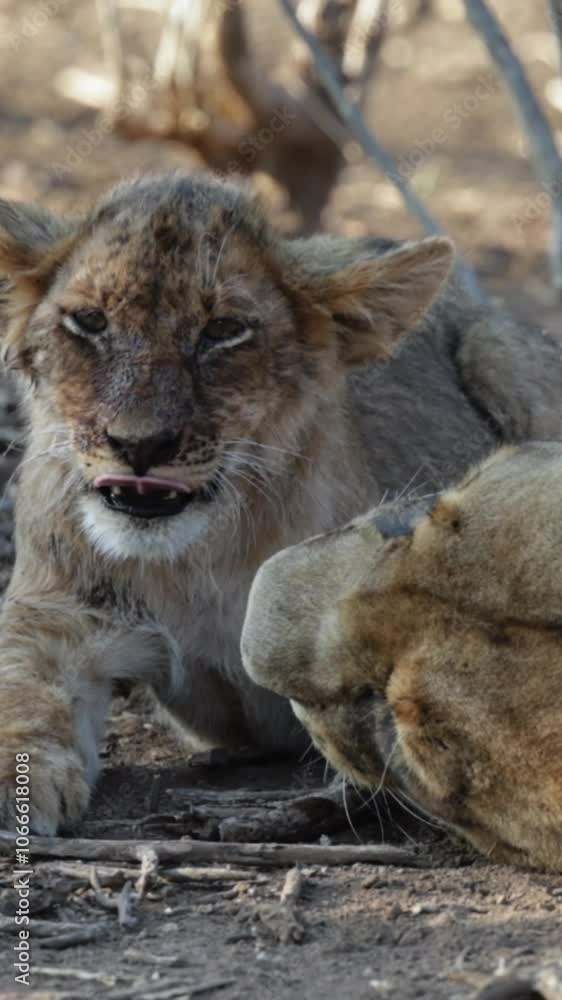 Vertical video - lioness with cubs Vertical video - lioness with cubs