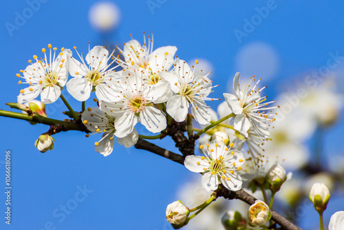Fiori di ciliegio
