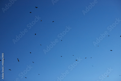 Photography 綺麗な青空とたくさんの飛んでいるカラスの様子
