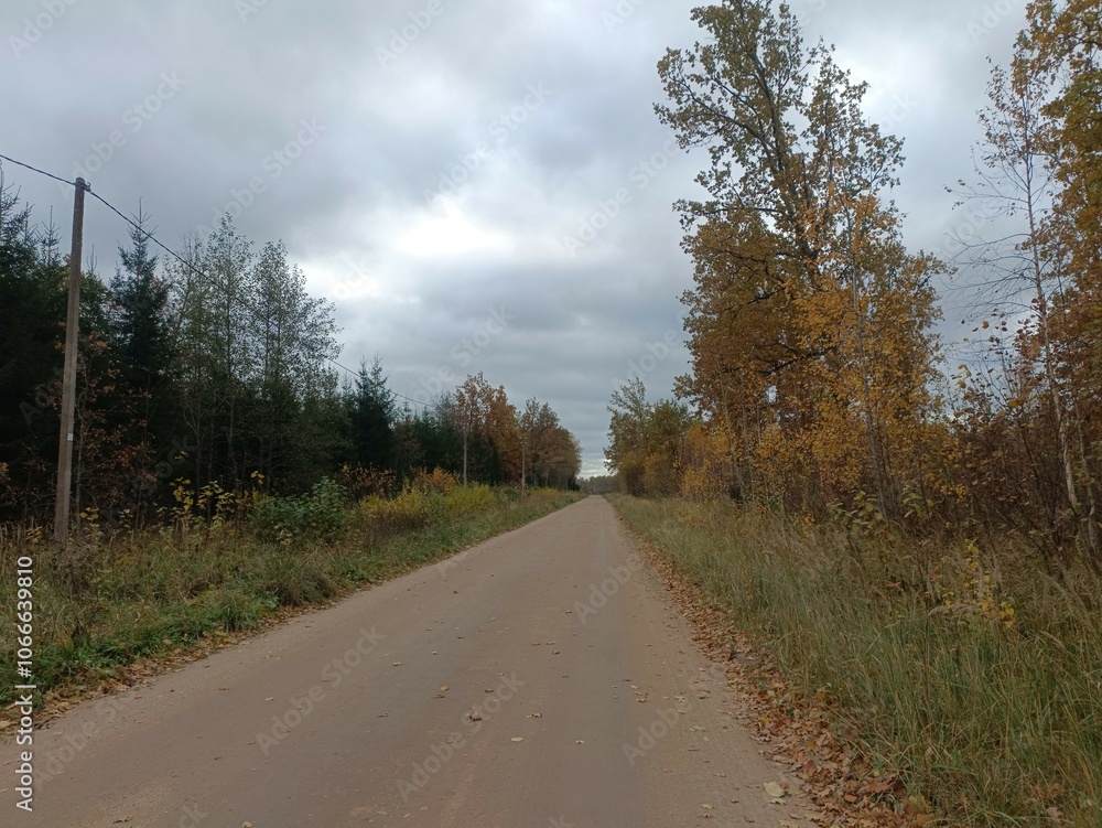 Road in forest in Siauliai county during cloudy autumn day. Oak and birch tree woodland. Cloudy day with white clouds in blue sky. Bushes are growing in woods. Sandy road. Nature. Fall season. Miskas. Road in forest in Siauliai county during cloudy autumn day. Oak and birch tree woodland. Cloudy day with white clouds in blue sky. Bushes are growing in woods. Sandy road. Nature. Fall season. Miskas.