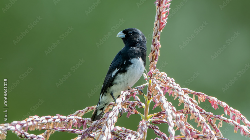 Black-and-white seedeater, feeding on seeds on plants