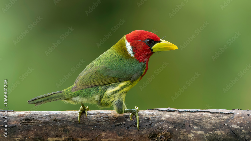 Red-headed barbet on tree branch