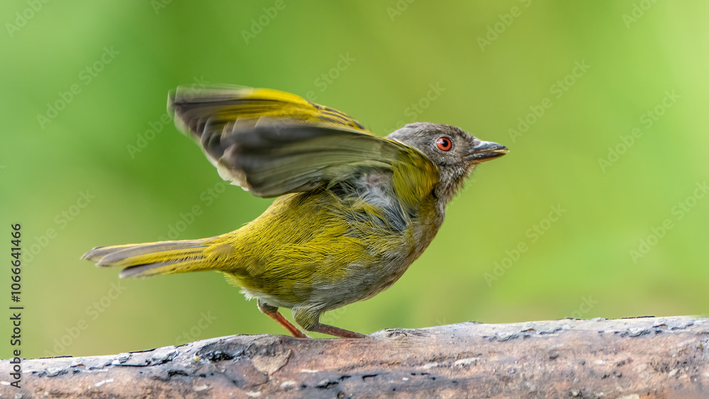 Chlorospingus on a tree branch preparing to fly