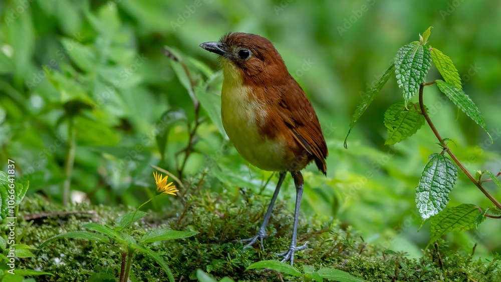 White-bellied antpitta in its natural habitat