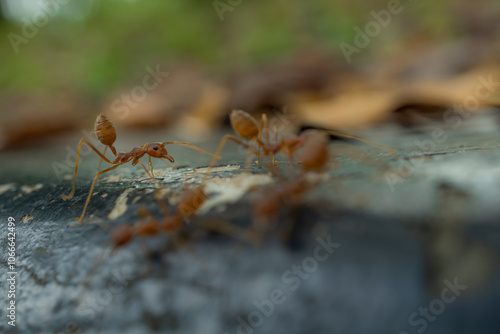 red ant on a leaf