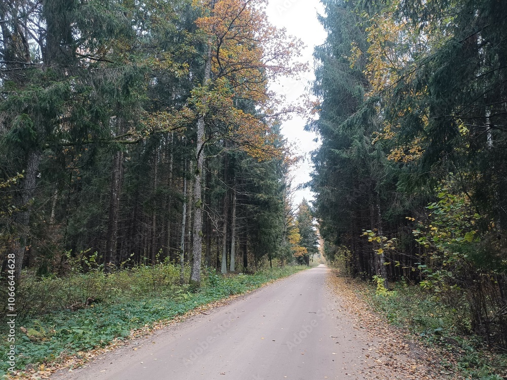 Road in forest in Siauliai county during cloudy autumn day. Oak and birch tree woodland. Cloudy day with white clouds in blue sky. Bushes are growing in woods. Sandy road. Nature. Fall season. Miskas. Road in forest in Siauliai county during cloudy autumn day. Oak and birch tree woodland. Cloudy day with white clouds in blue sky. Bushes are growing in woods. Sandy road. Nature. Fall season. Miskas.