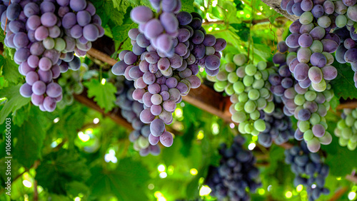 Fotografie bunch of grapes