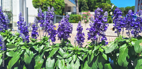 Blue flowers of salvia or ajuga reptans bloom in a flowerbed on a city street. Panorama. photo