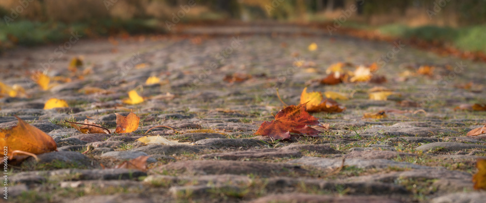 Fototapeta premium GOLDEN AUTUMN LANDSCAPE - Yellowed maple leaves on old cobblestone country road 