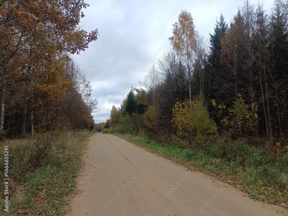 Road in forest in Siauliai county during cloudy autumn day. Oak and birch tree woodland. Cloudy day with white clouds in blue sky. Bushes are growing in woods. Sandy road. Nature. Fall season. Miskas. Road in forest in Siauliai county during cloudy autumn day. Oak and birch tree woodland. Cloudy day with white clouds in blue sky. Bushes are growing in woods. Sandy road. Nature. Fall season. Miskas.