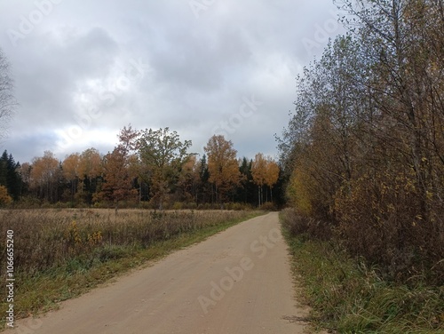 Road in forest in Siauliai county during cloudy autumn day. Oak and birch tree woodland. Cloudy day with white clouds in blue sky. Bushes are growing in woods. Sandy road. Nature. Fall season. Miskas.