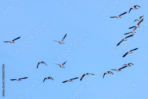 a flock of ducks flying away in the sky