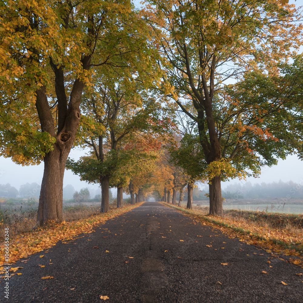 Naklejka premium GOLDEN AUTUMN LANDSCAPE - Colorful maple leaves along a country road