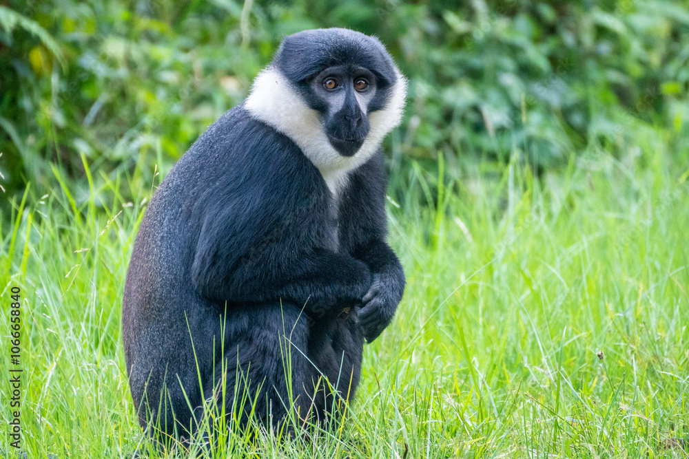 A black and white Bearded monkey is peacefully sitting in the tall grass A black and white Bearded monkey is peacefully sitting in the tall grass