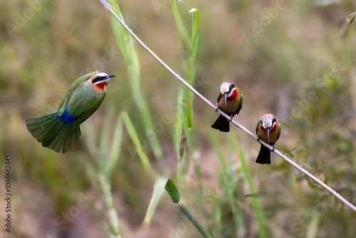 White-fronted bee-eaters