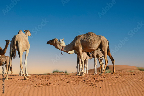 Majestic camels trek gracefully across golden dunes in the vast Dubai desert. A caravan of dromedaries moves through the endless sands of the Empty Quarter, capturing the timeless beauty of Abu Dhabi’