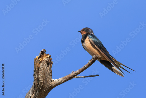 Barn swallow